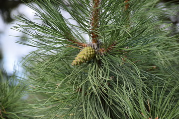 pine branch with cones