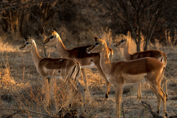 Impala on Alert 