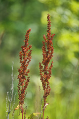 Naklejka premium macrio sorrel horse on a green background. Rumex acetosa
