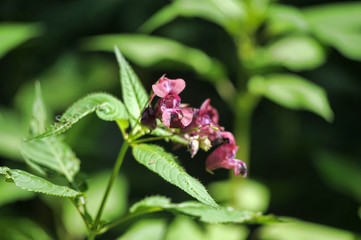 Himalayan Balsam Impatiens glandulifera