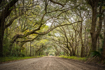 Tree tunnel at Botany bay road in Edisto, South Carolina, USA