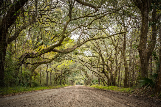 Tree Tunnel At Botany Bay Road In Edisto, South Carolina, USA