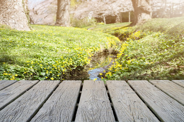 SMALL YELLOW FLOWERS ON THE GROUND NEAR BY A SMALL CREEK WITH BLUR WHITE CHERRY BLOSSOM IN BACKGROUND WITH WOODEN DECK FOR PRODUCT DISPLAY MONTAGE