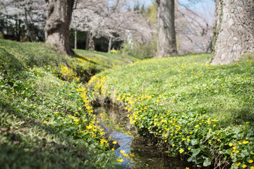Fototapeta na wymiar SMALL YELLOW FLOWERS ON THE GROUND NEAR BY A SMALL CREEK WITH BLUR WHITE CHERRY BLOSSOM IN BACKGROUND