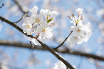 CLOSE UP BEAUTIFUL SPRING CHERRY BLOSSOMS