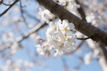 CLOSE UP BEAUTIFUL SPRING CHERRY BLOSSOMS