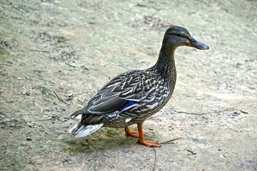 Portrait of a female mallard (Anas platyrhynchos) with beautiful brown and white patterned feathers, standing on a rock.
