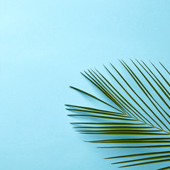 Green palm leaf on a blue background with copy space. Natural layout. Flat lay