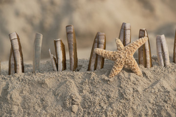 Wunderschöner Seestern mit Muscheln am Strand  © Carl & Karl