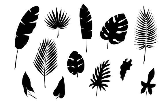 Tropical palm leaf silhouette vector