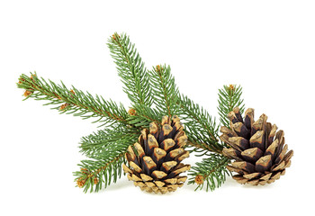 Pine cones and fir tree branch on a white background
