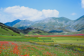Obraz premium Fioritura di Castelluccio di Norcia