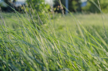 grass grows in a meadow