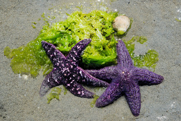 Two purple Starfish on seaweed at low tide in Parksville Bay
