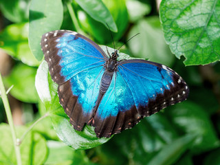 Morpho peleides