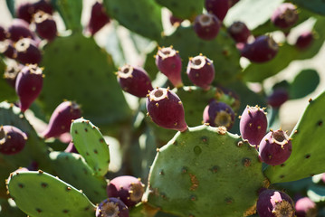Beautiful cactus with red blossom background, close-up. Blooming Prickly Pear with cactus fruits and flowers                  