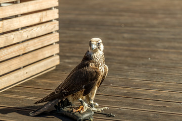 Sitting Falco peregrinus on glove together with his owner just before the flight when he looks out...