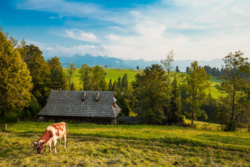 Traditional grazing cows in Pieniny highland, wooden house and Tatra mountains on background