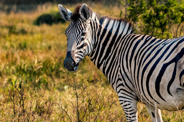 Zebra Portrait