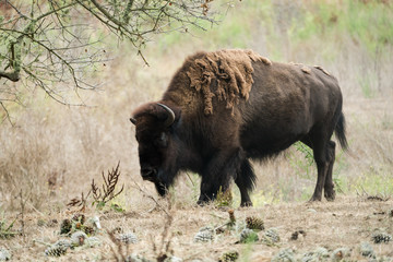 American Buffalo (Bison) in San Francisco