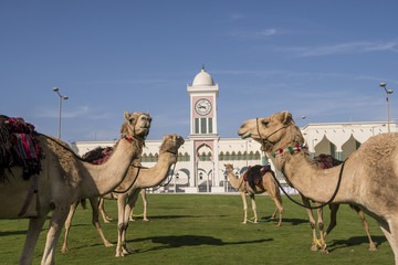 Traditional arabs riding camels in front of the Grand Mosque in Doha, Qatar