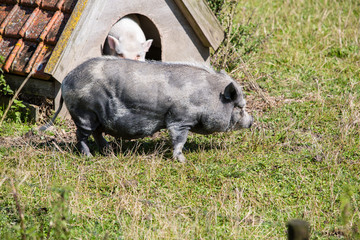 Two domestic pigs around their small hut, small house for animals