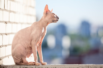 Sphinx cat sitting in the sunshine on rail of balcony