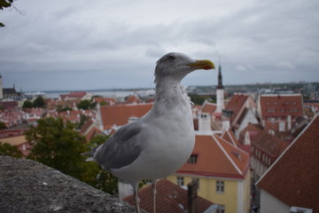Möve