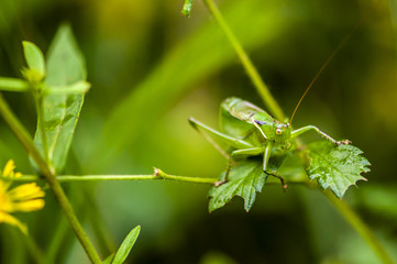 Green grasshopper