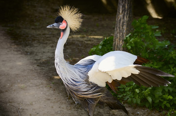 The crowned crane