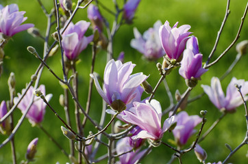 Magnolia Spring Blossom