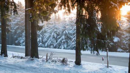 winter forest Feldberg Taunus in Hesse Germany