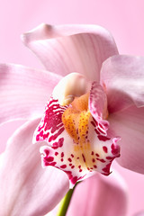 Colorful pink exotic orchid flower on a pink background. Macro photo as a floral background