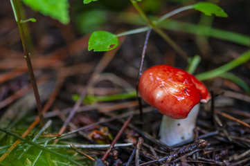 Red mushroom in the forest 