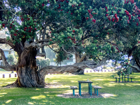 Ohope Pohutukawa in bloom