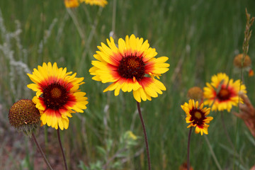 Obraz premium Field of Yellow Flowers