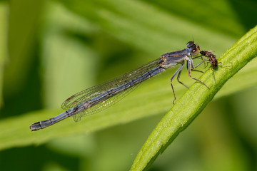 Powder Blue Damselfly with Prey on a Green Background