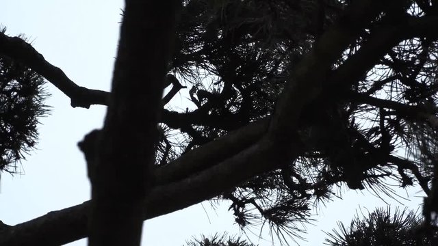 japanese eastern tree in the japanese garden of Planten un Bloomen