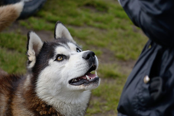 Portrait of siberian husky with heterochromia