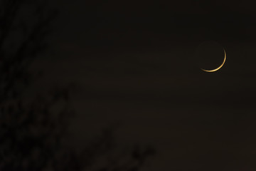 The crescent moon in a deep black night with branches