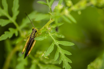 Green grasshopper and green leaves
