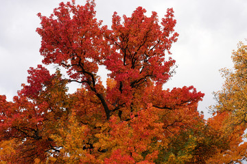Red maple tree in autumn