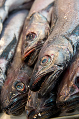european hake (merliccius merluccius) on fishmonger's market stall in cadiz, andalusia, spain