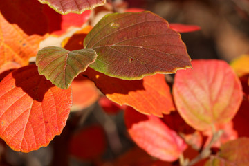 Red Autumn Leaves