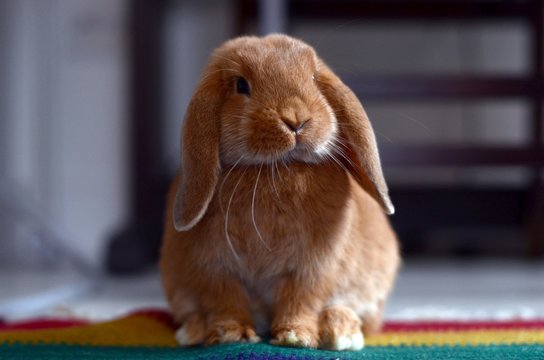 W&uuml;rde des Ni&ntilde;o