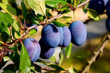 branch with ripe plums in german autumn orchard