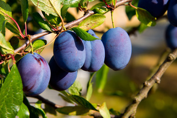 branch with ripe plums in german autumn orchard