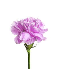 Beautiful blooming violet carnation on white background