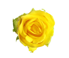 Fototapeta na wymiar Beautiful blooming yellow rose on white background