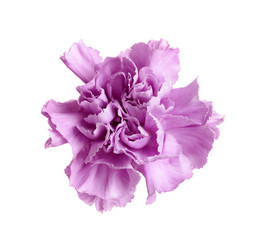 Beautiful blooming violet carnation on white background
